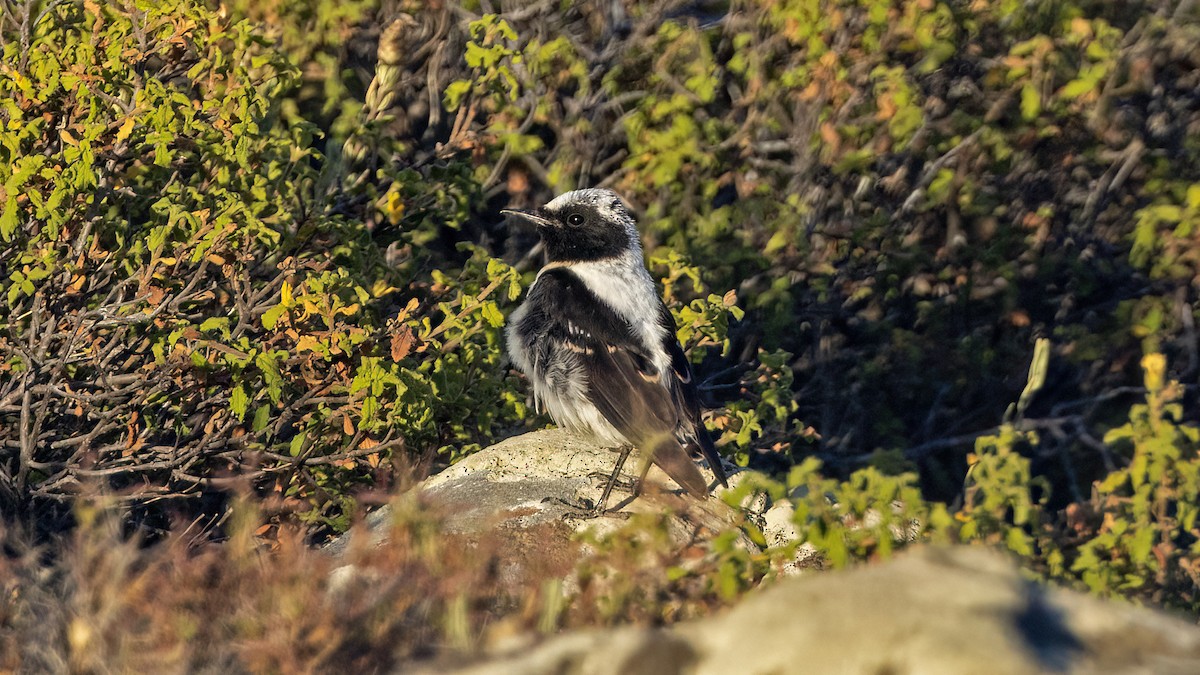 Eastern Black-eared Wheatear - ML620753284