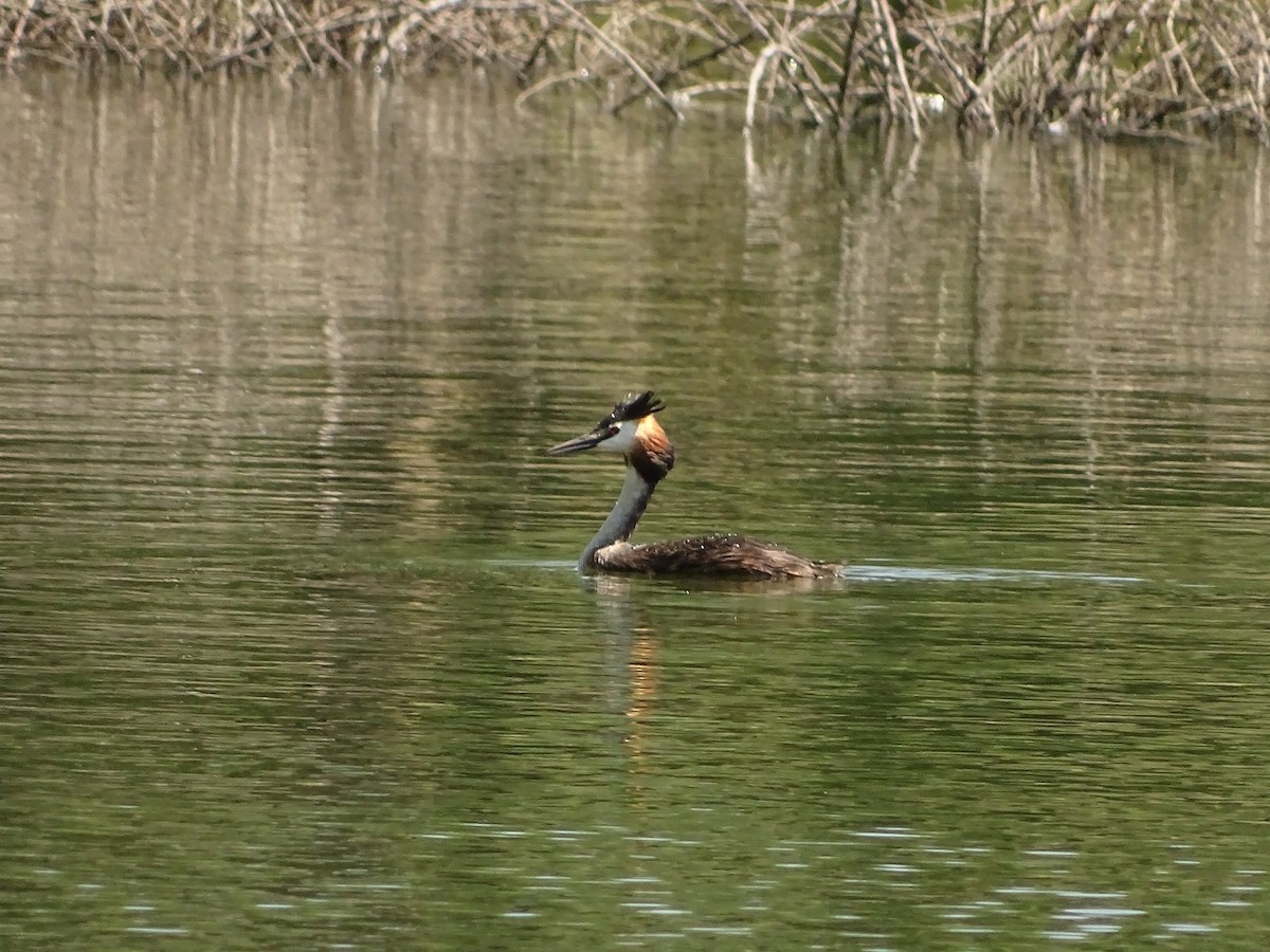 Great Crested Grebe - ML620753287