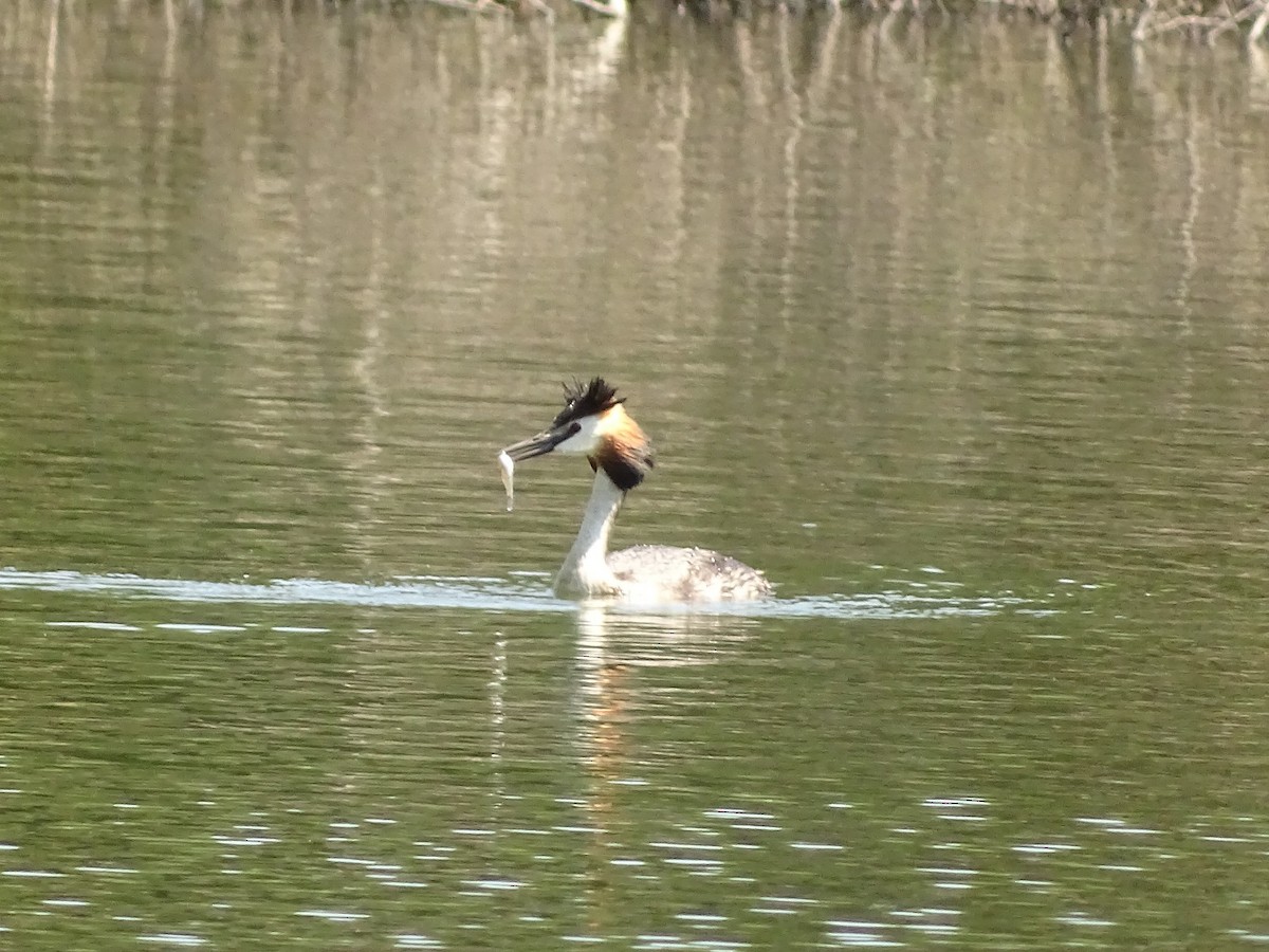 Great Crested Grebe - ML620753293