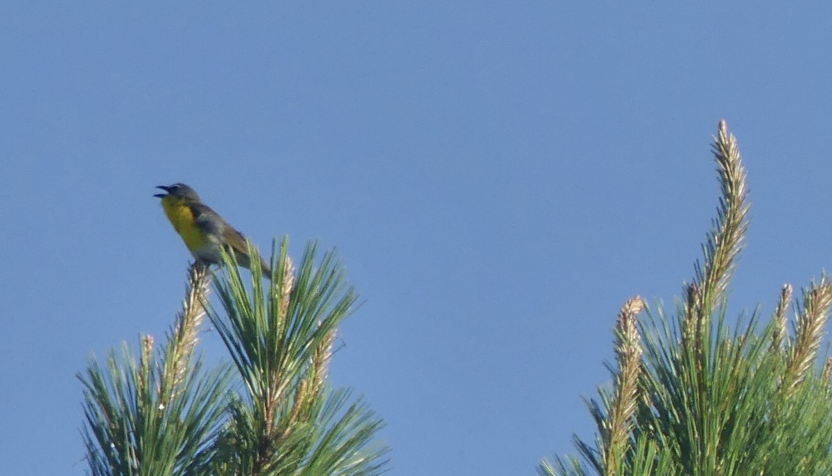 Yellow-breasted Chat - ML620753315