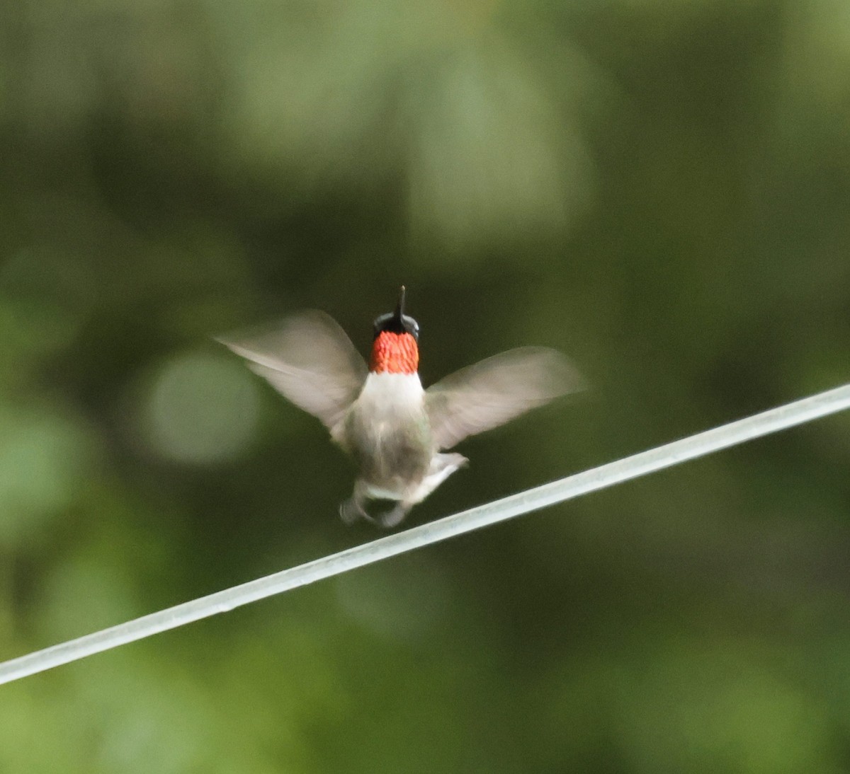 Ruby-throated Hummingbird - ML620753316