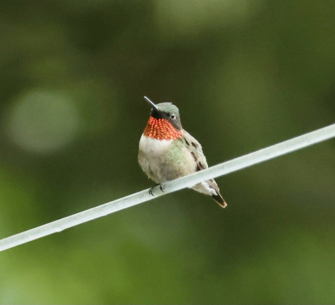 Ruby-throated Hummingbird - ML620753318
