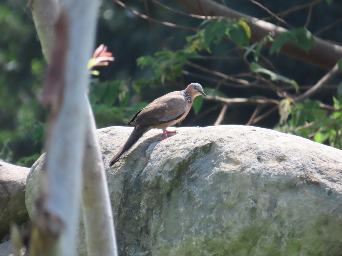 Spotted Dove - ML620753337