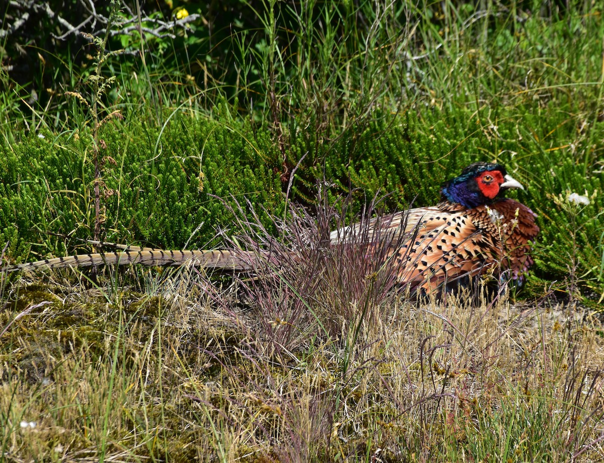 Ring-necked Pheasant - Till Dohse