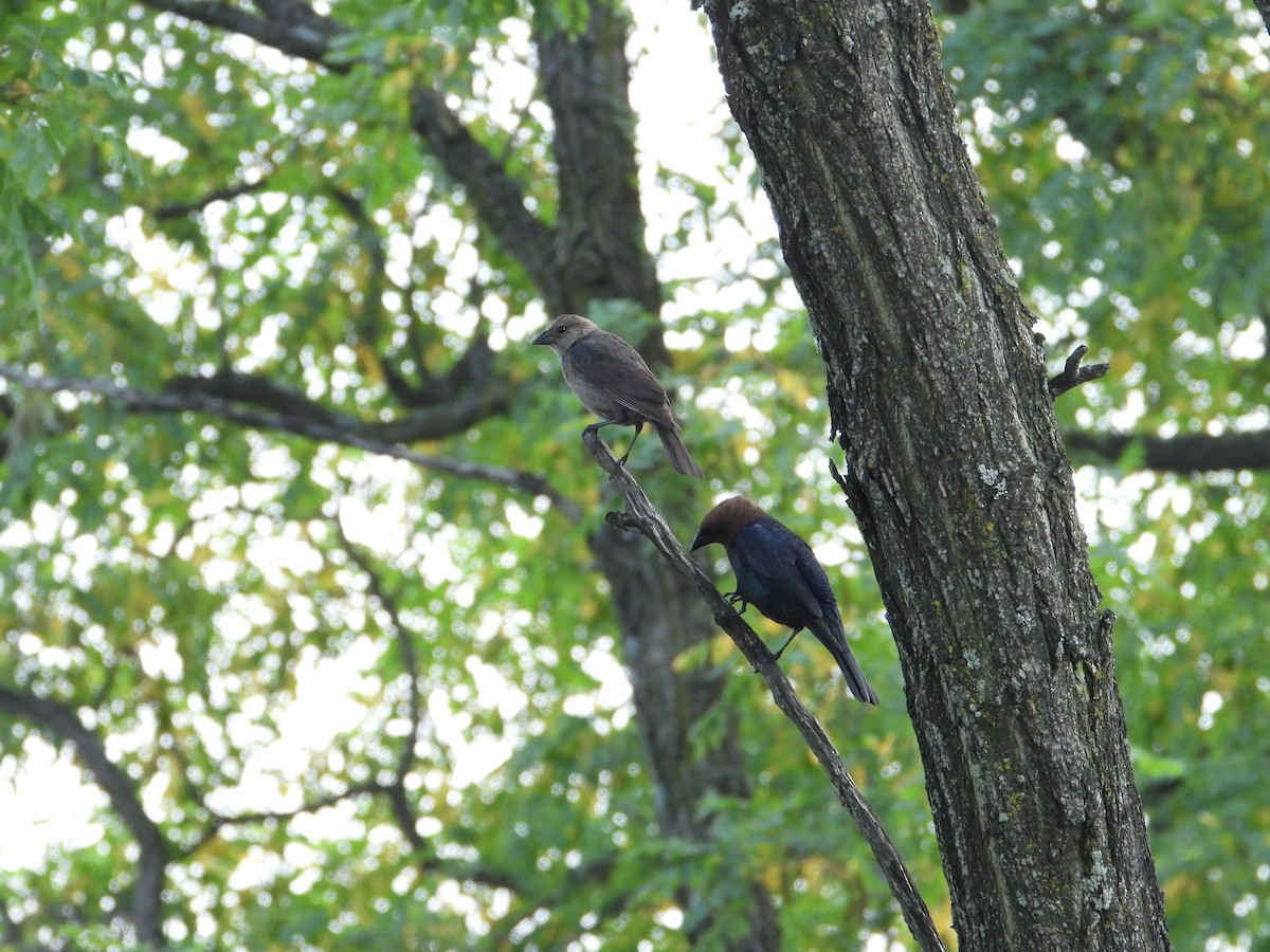 Brown-headed Cowbird - ML620753418