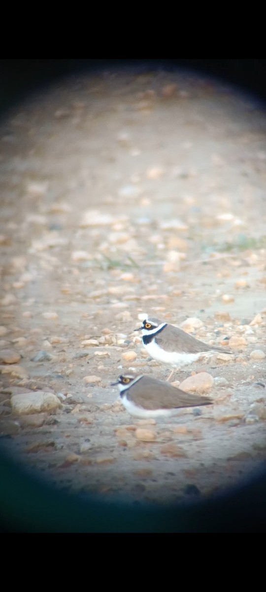 Little Ringed Plover - ML620753433