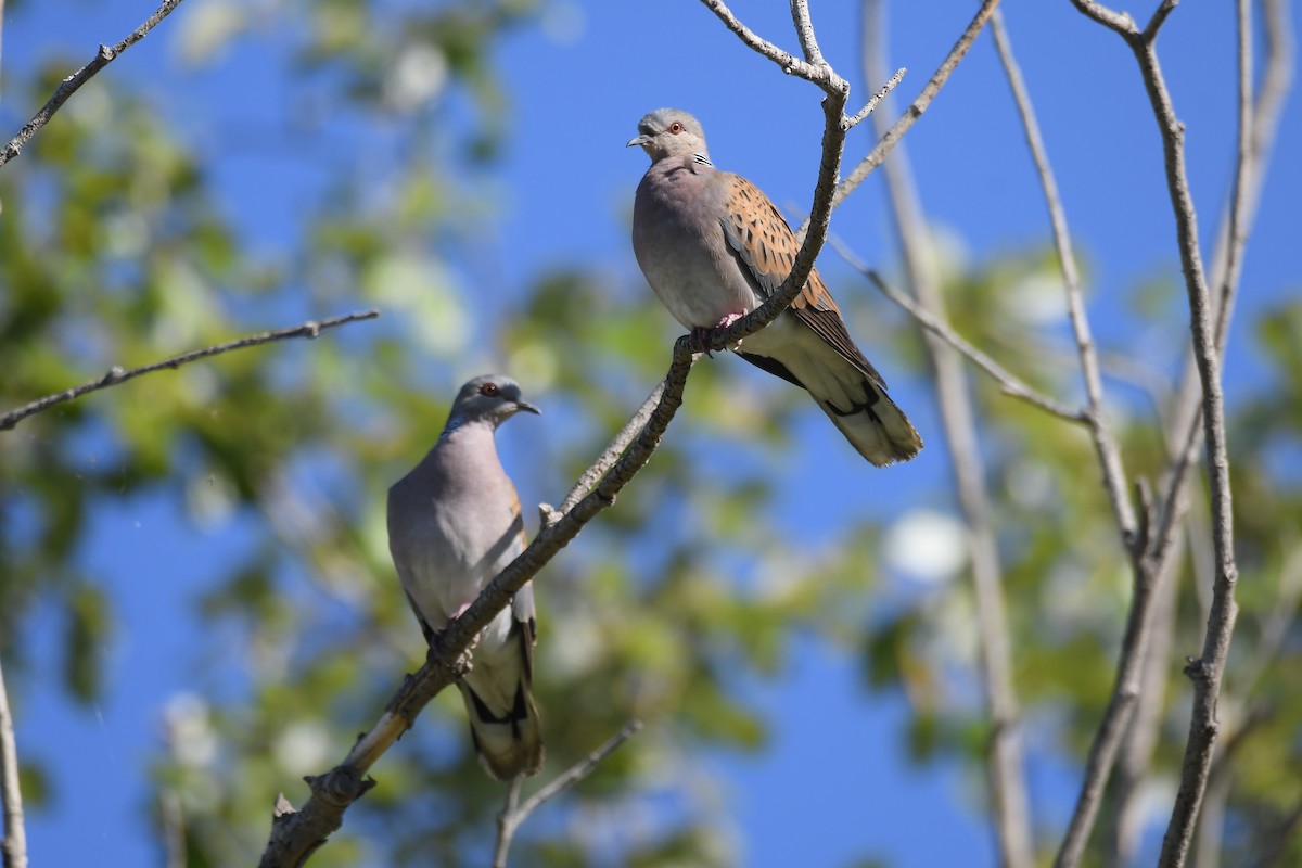 European Turtle-Dove - ML620753437