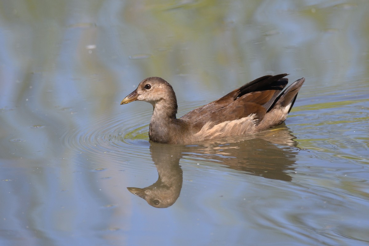 Eurasian Moorhen - ML620753447