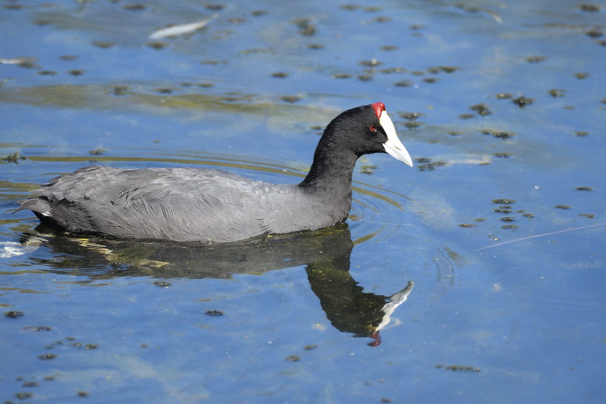 Red-knobbed Coot - ML620753459