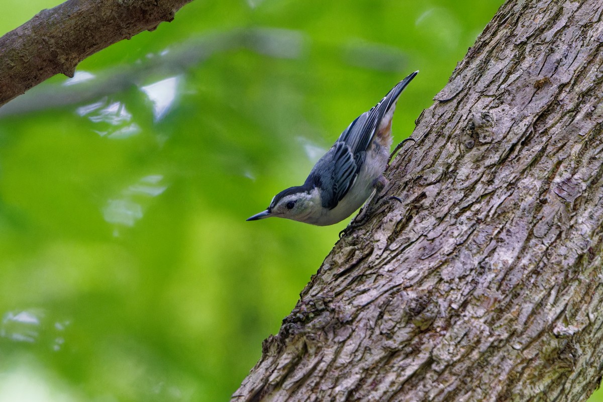 White-breasted Nuthatch - ML620753494