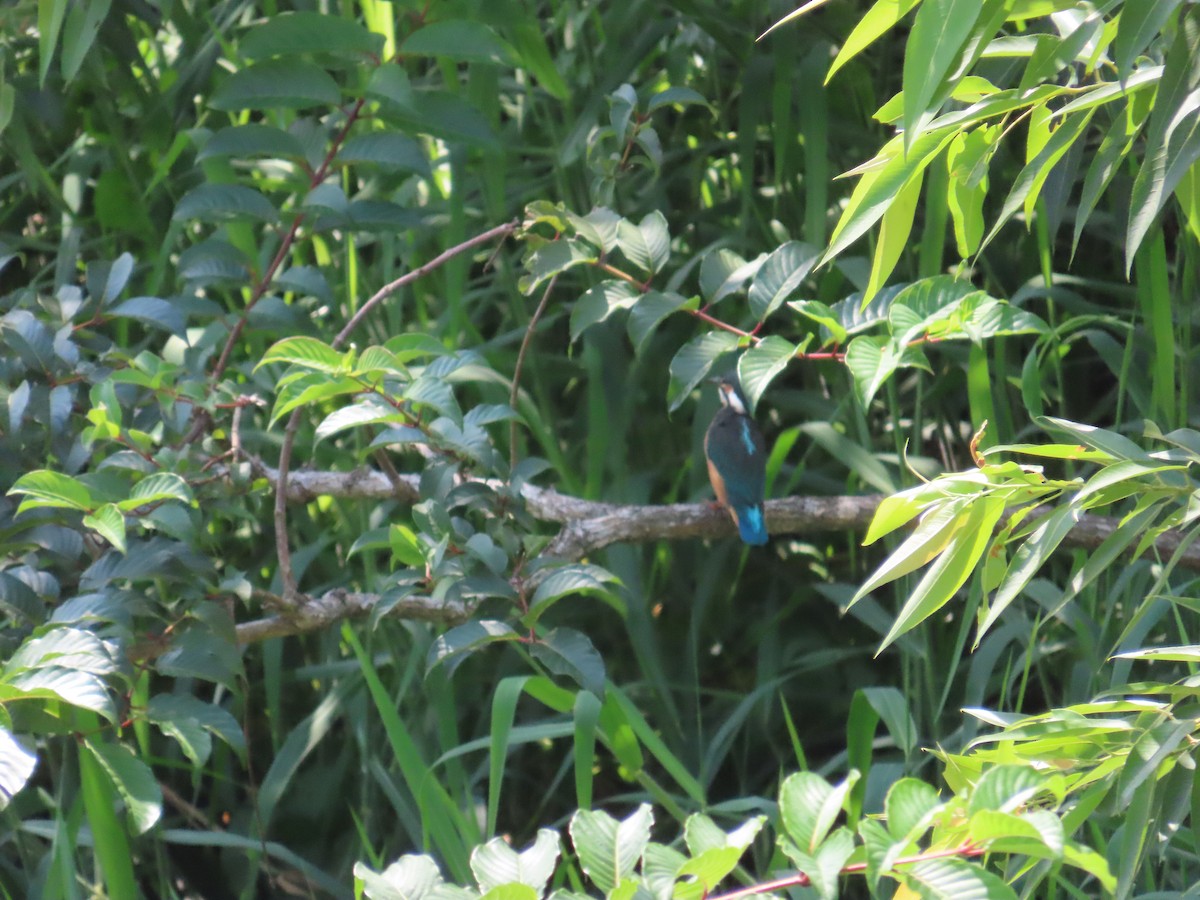 Common Kingfisher - ML620753495