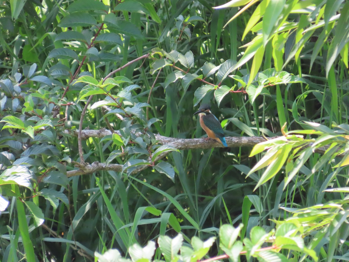 Common Kingfisher - ML620753497
