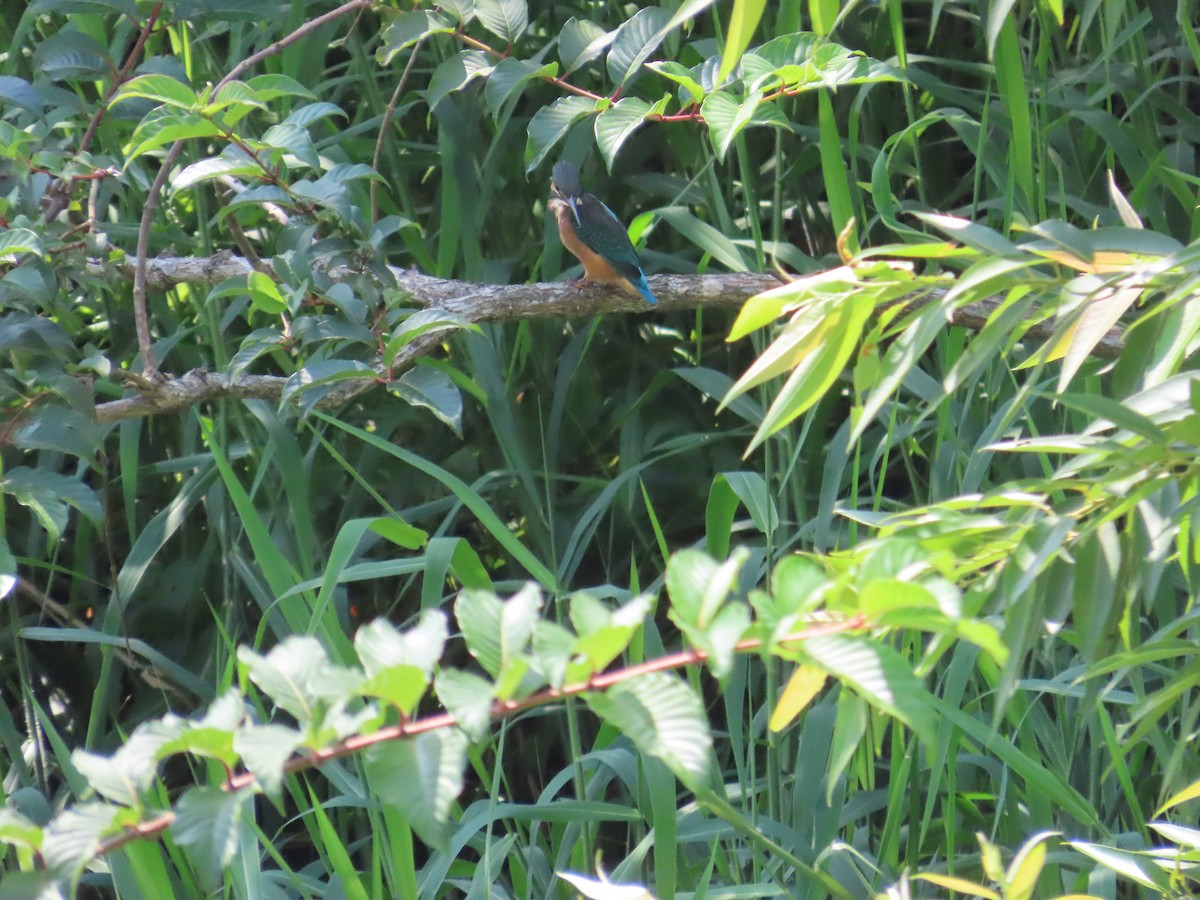 Common Kingfisher - ML620753498