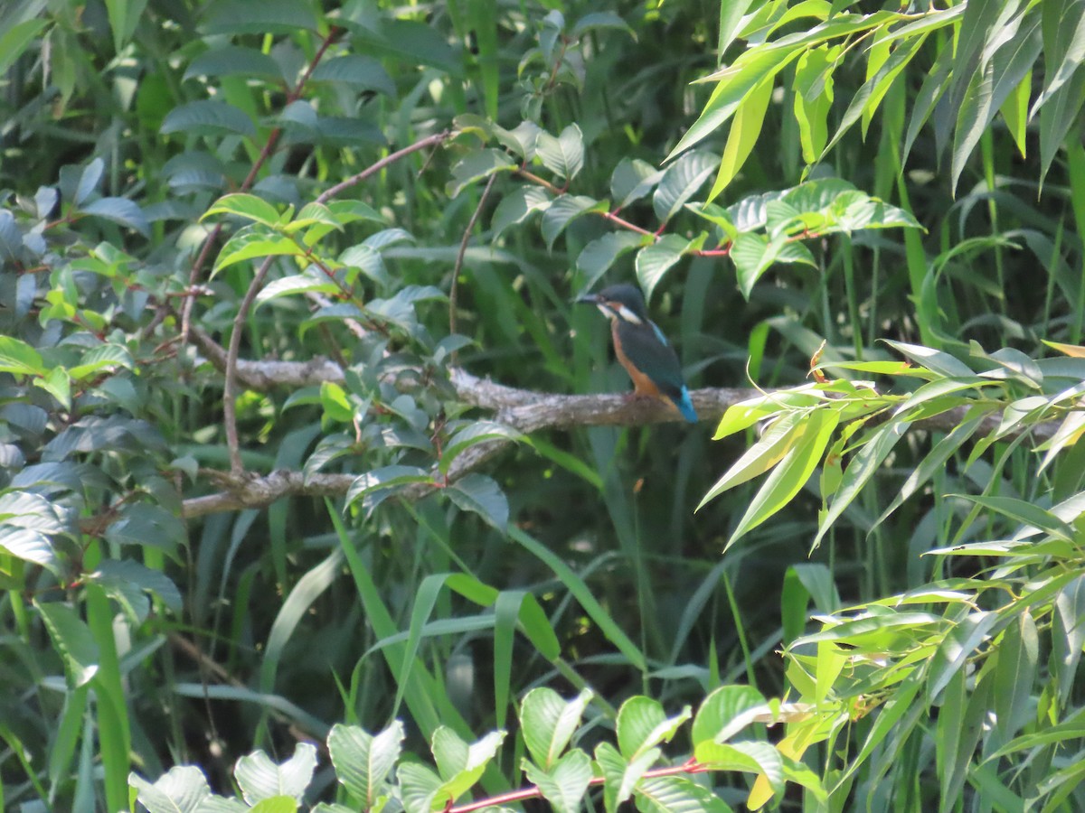 Common Kingfisher - ML620753499