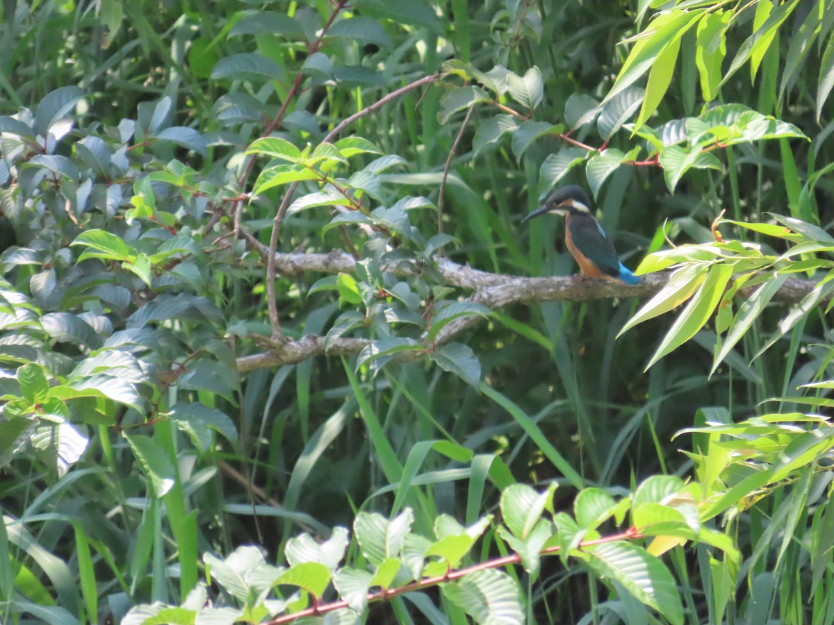 Common Kingfisher - ML620753500