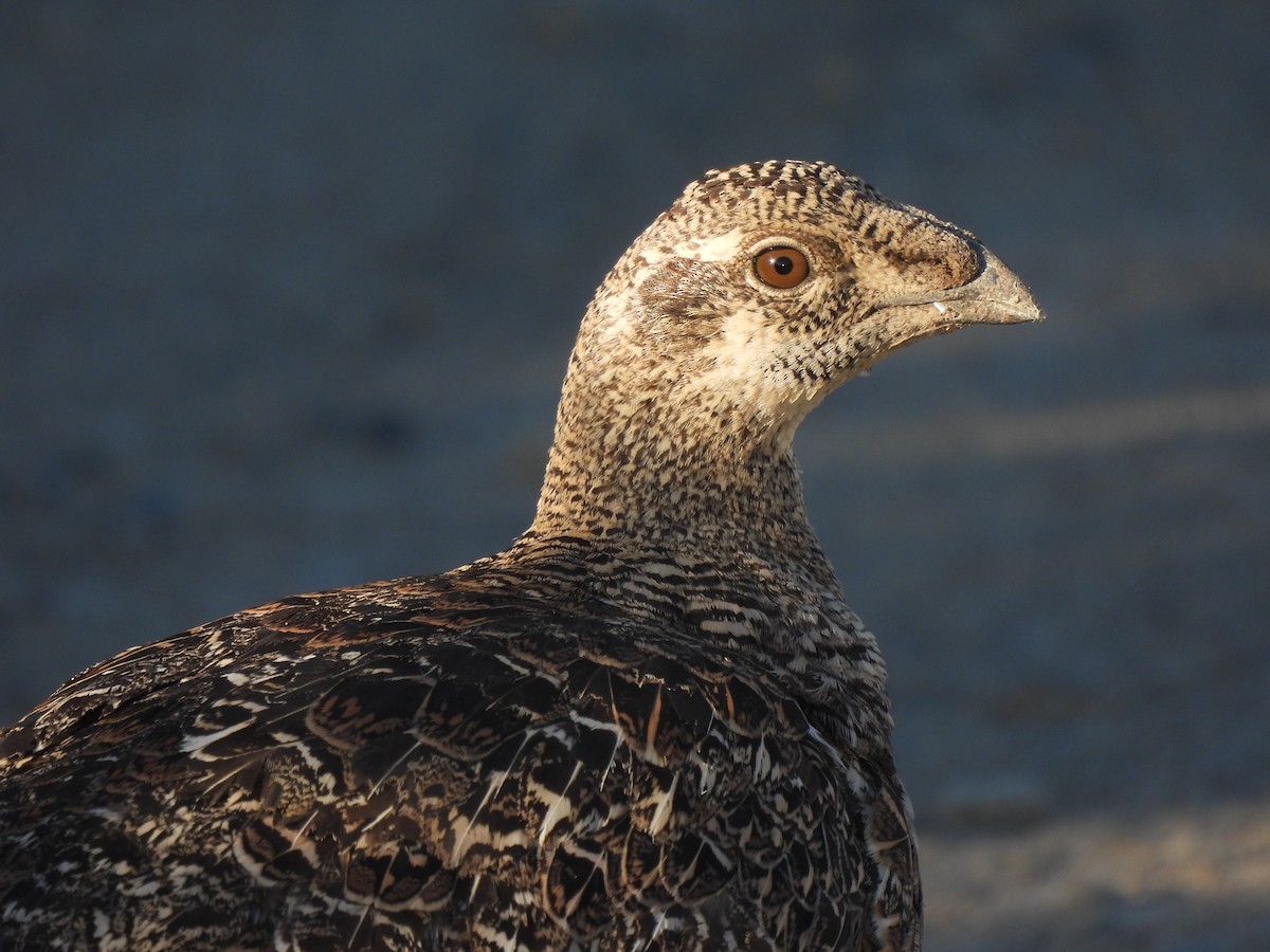 Greater Sage-Grouse - ML620753523