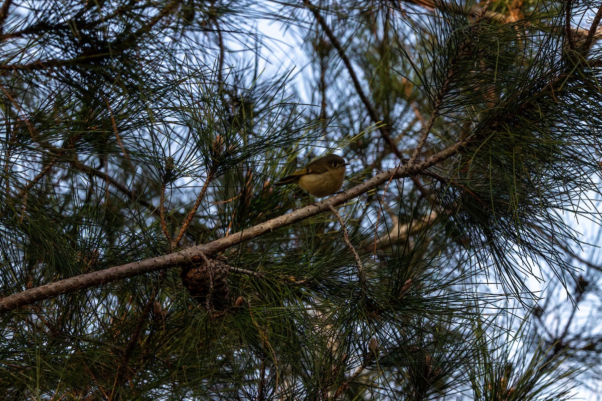 Ruby-crowned Kinglet - ML620753527