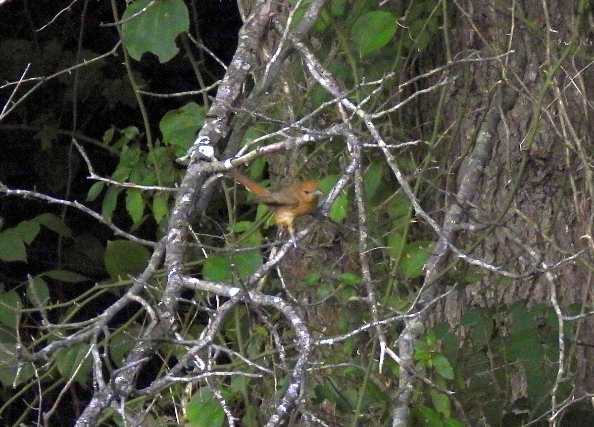 Summer Tanager - ML620753528