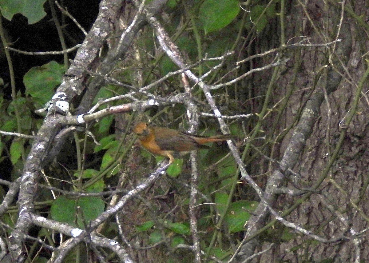 Summer Tanager - ML620753529