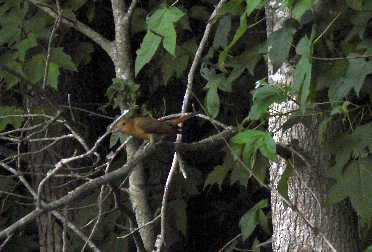 Summer Tanager - Cheryl Hogue