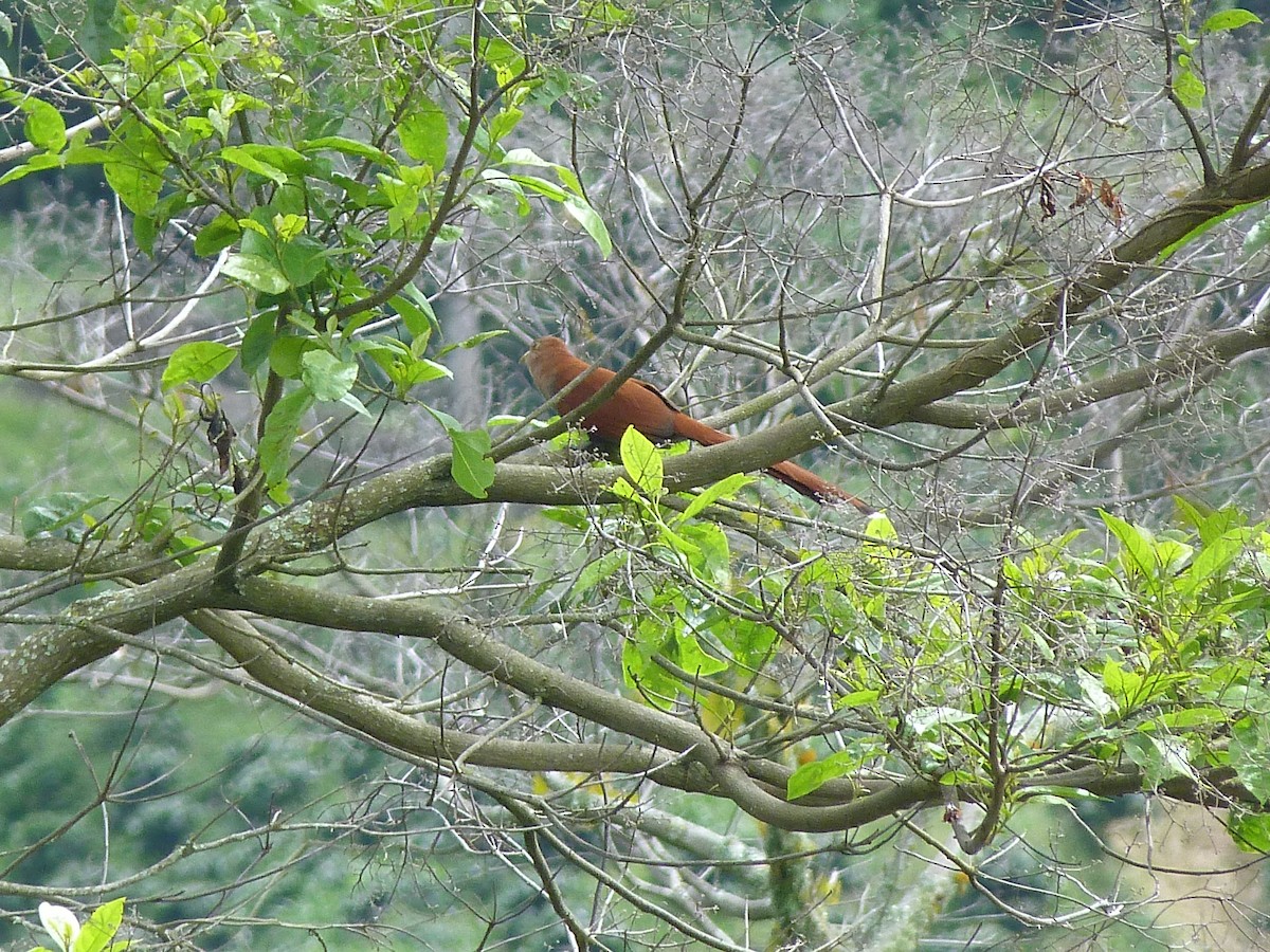 Squirrel Cuckoo - Jaime A Garizábal-Carmona