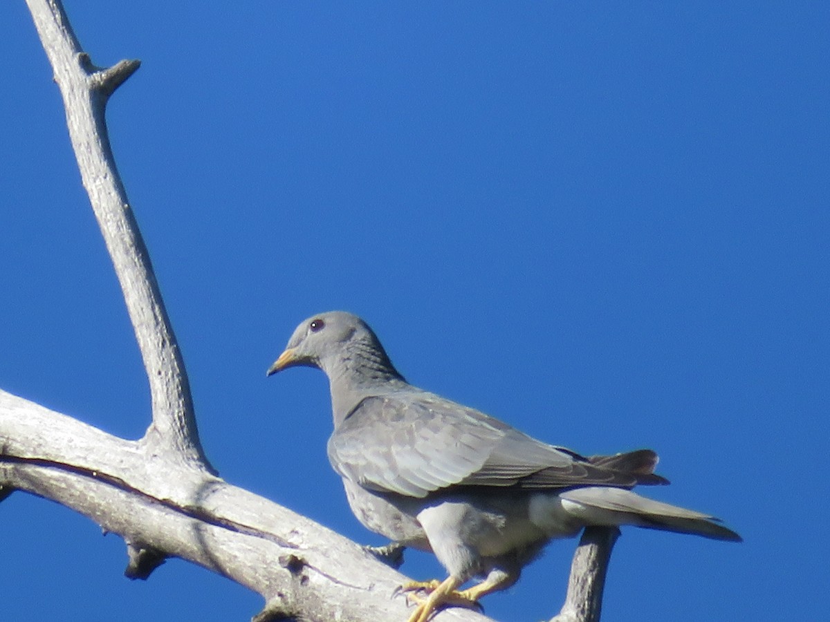 Band-tailed Pigeon - ML620753545