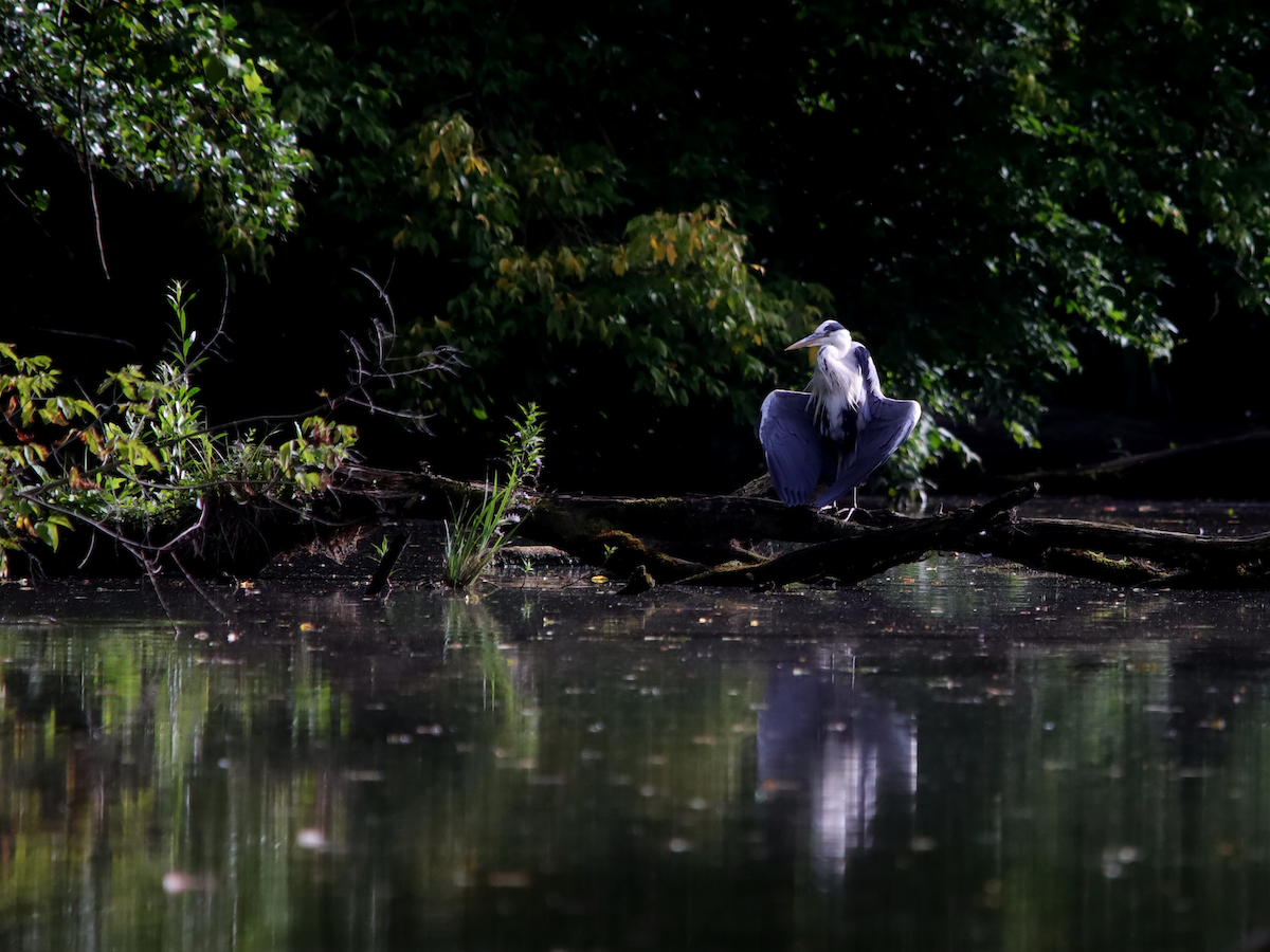 Gray Heron - ML620753547