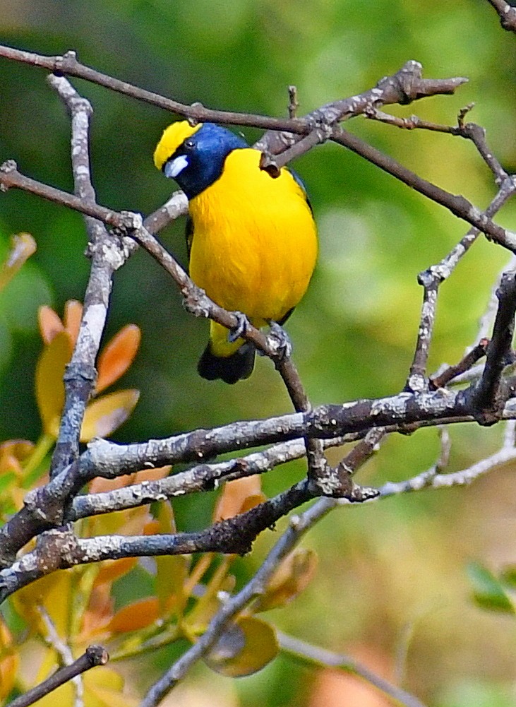 Yellow-crowned Euphonia - Edward Clark