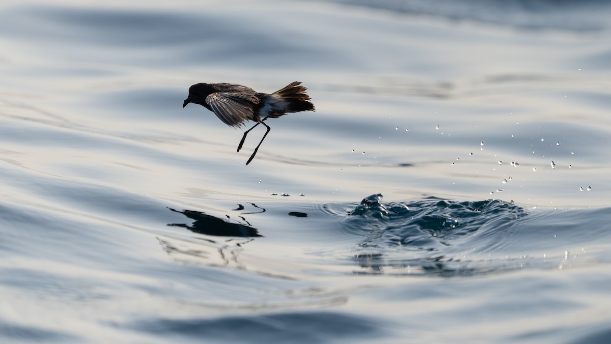 Wilson's Storm-Petrel - ML620753584