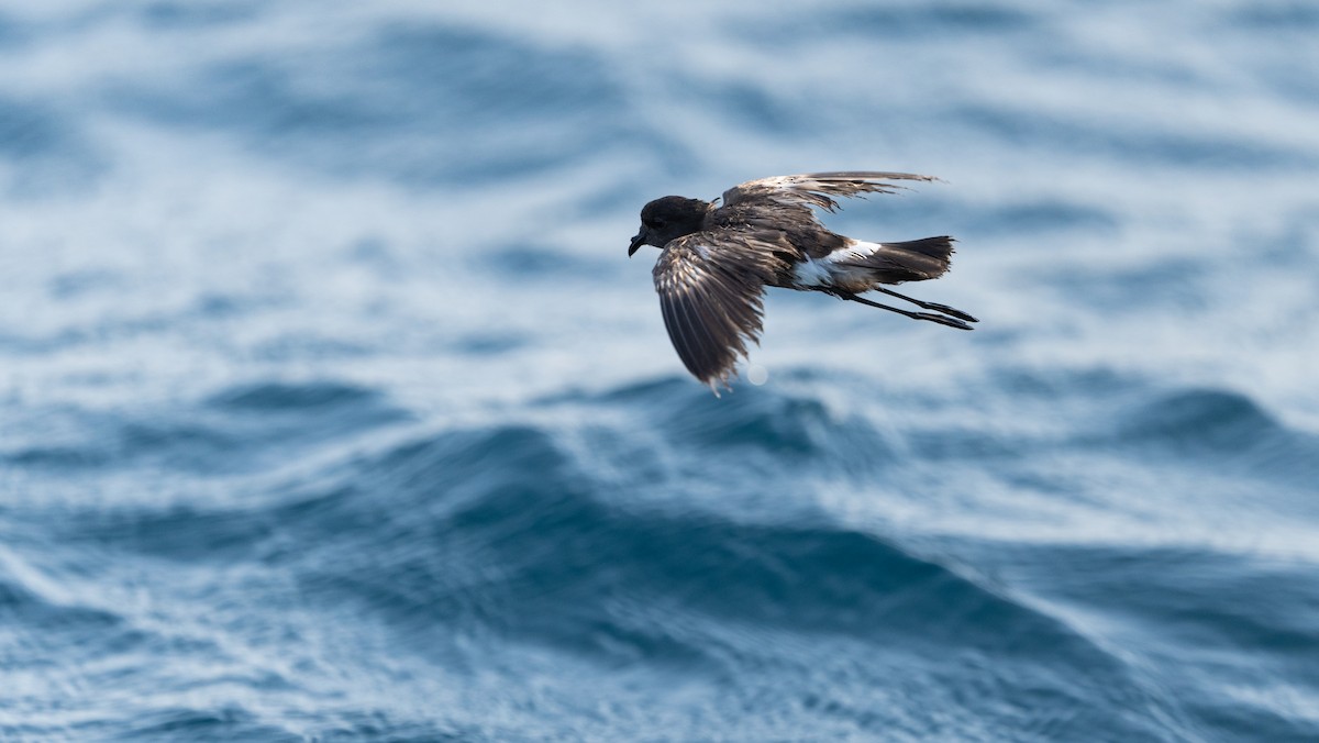 Wilson's Storm-Petrel - ML620753586