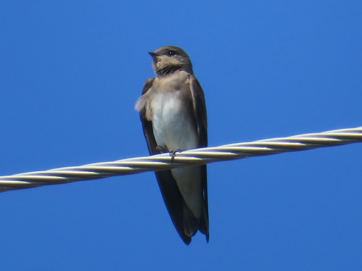 Northern Rough-winged Swallow - ML620753594