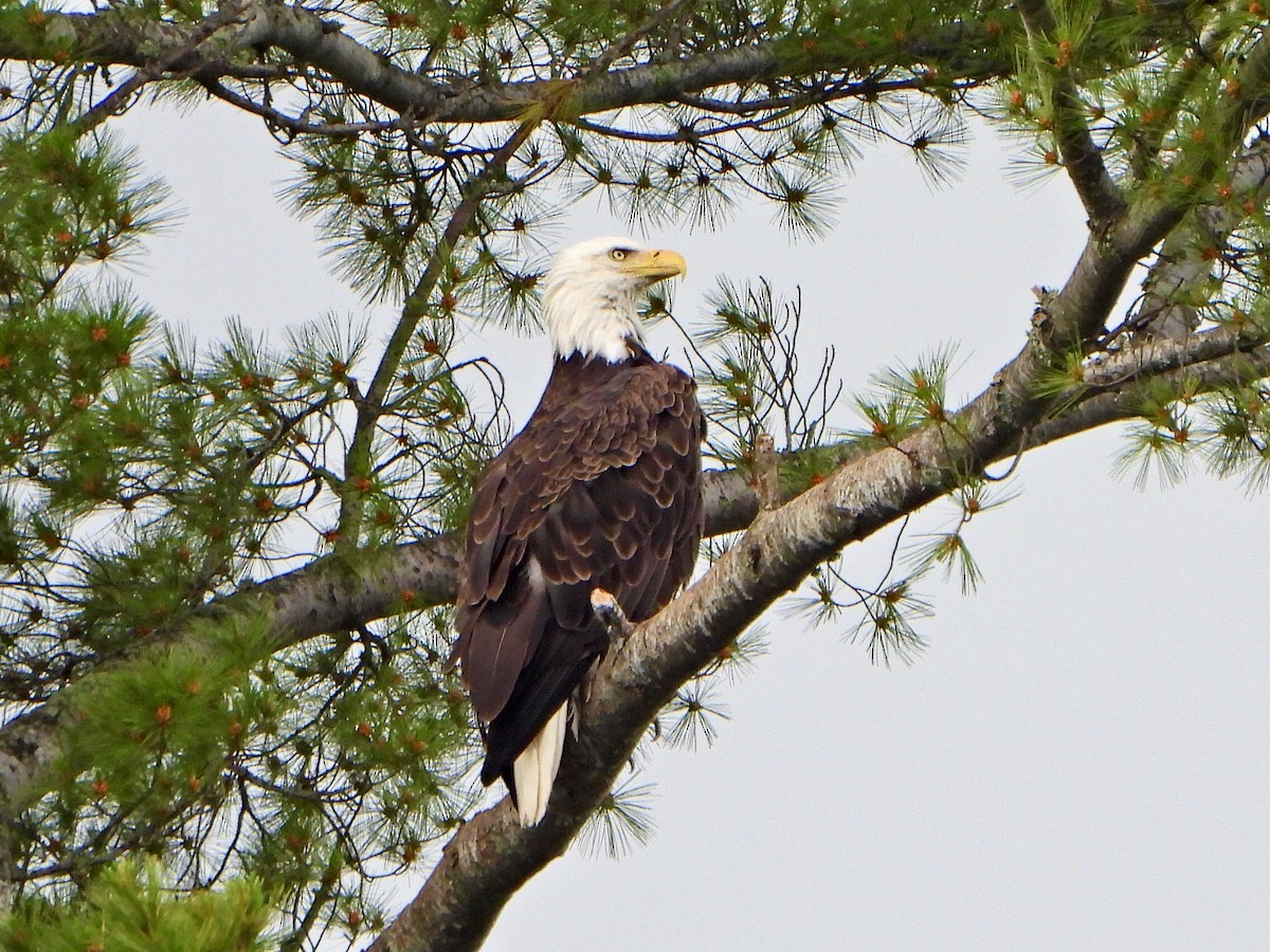 Weißkopf-Seeadler - ML620753633