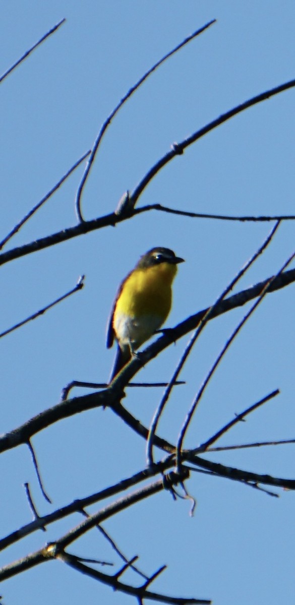 Yellow-breasted Chat - ML620753634