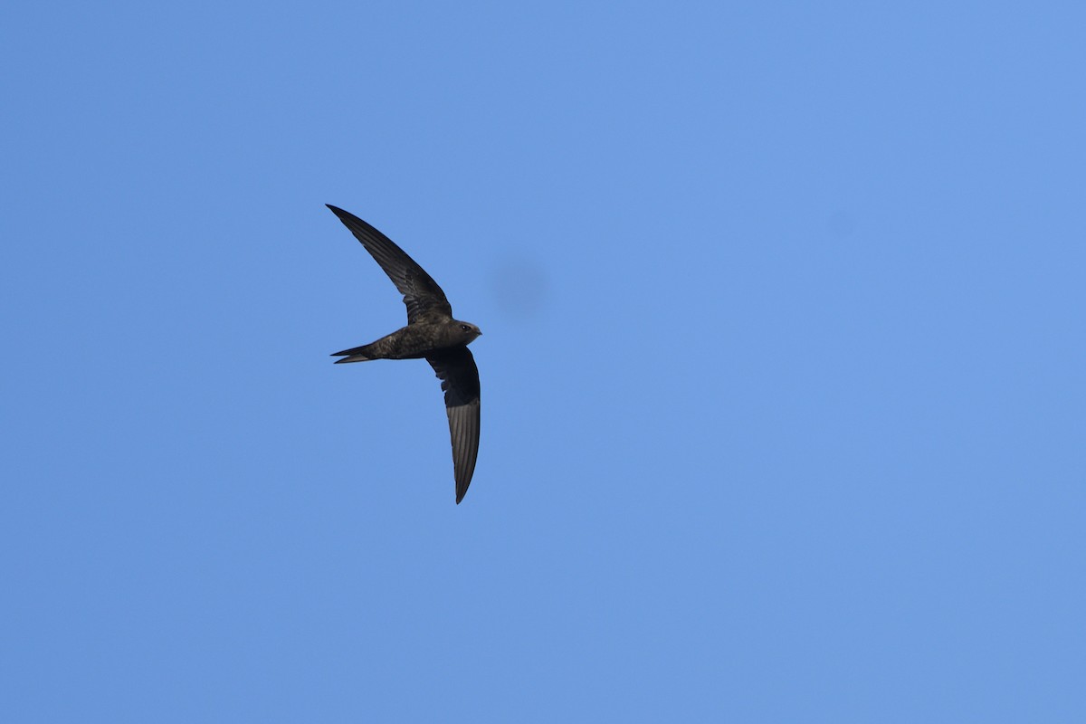 Common Swift - ML620753635