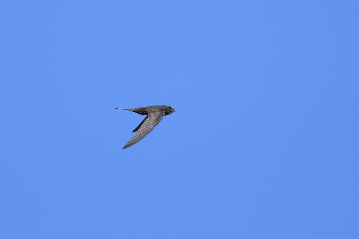 Common Swift - ML620753636