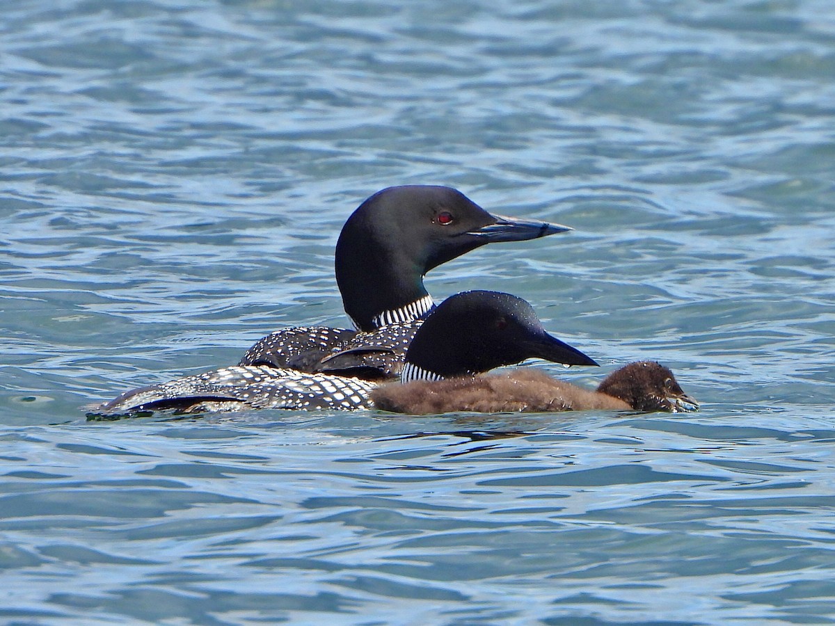 Plongeon huard - ML620753660