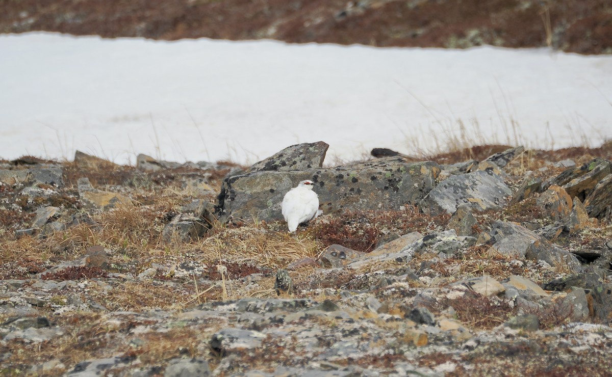 Rock Ptarmigan - Randy Pinkston