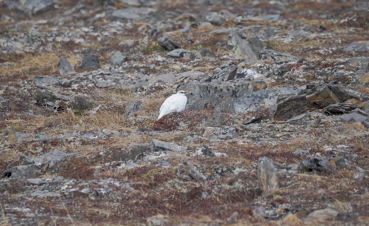 Rock Ptarmigan - ML620753671