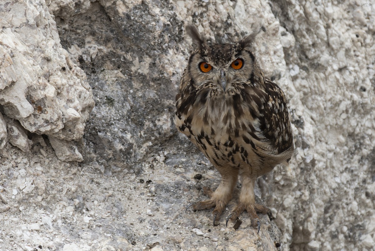 Rock Eagle-Owl - ML620753674