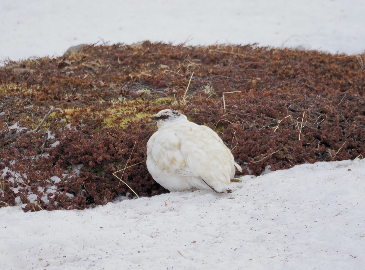 Rock Ptarmigan - ML620753676