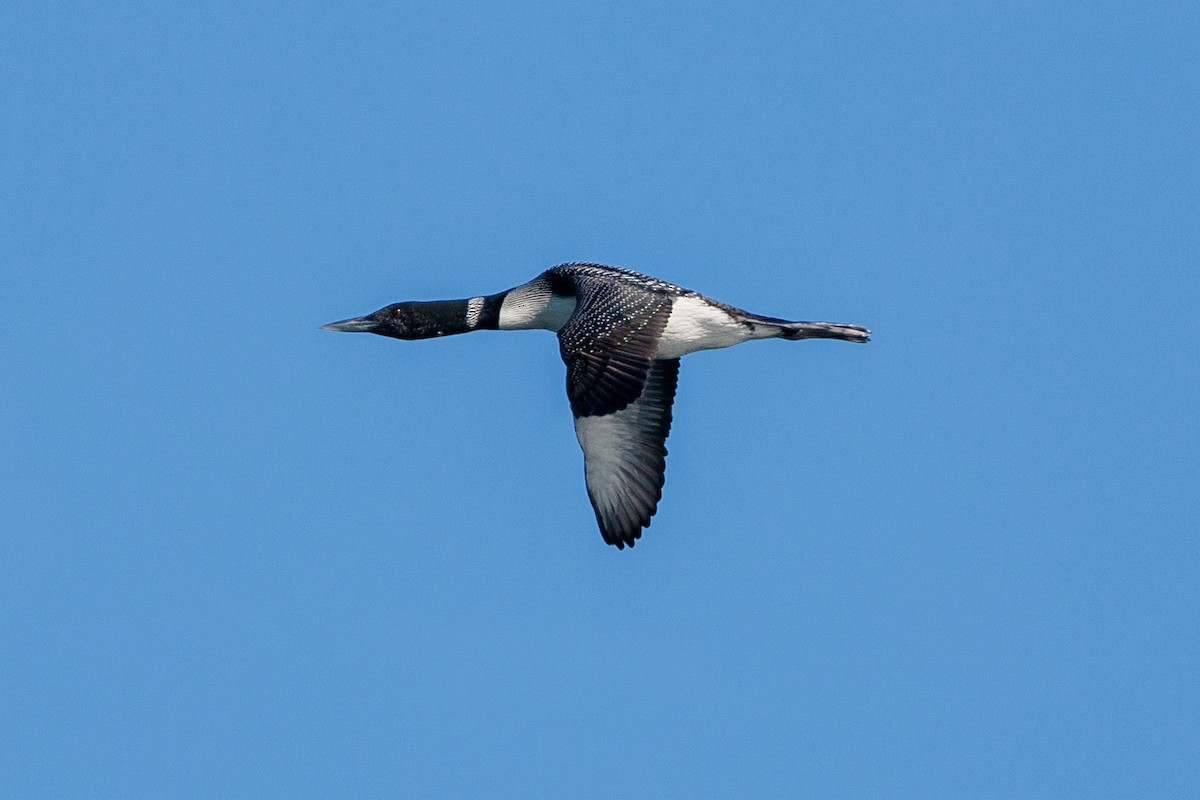 Common Loon - ML620753677