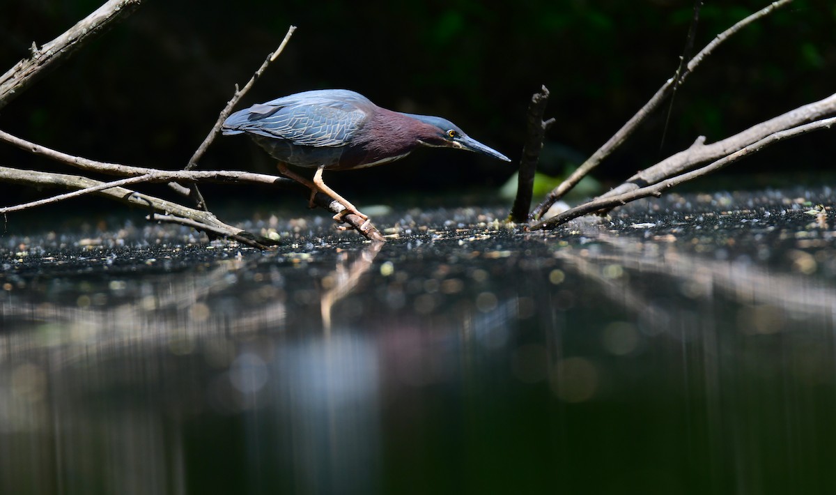 Green Heron - ML620753679