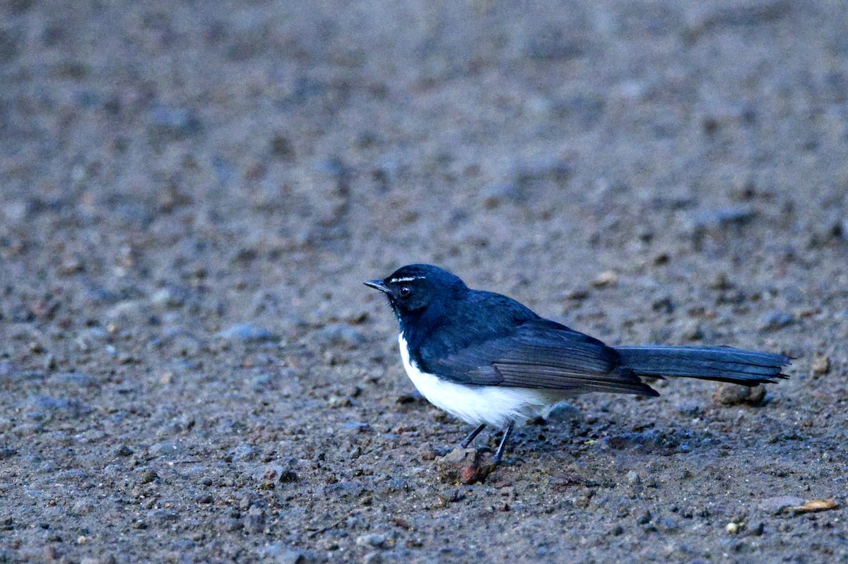 Willie-wagtail - ML620753690