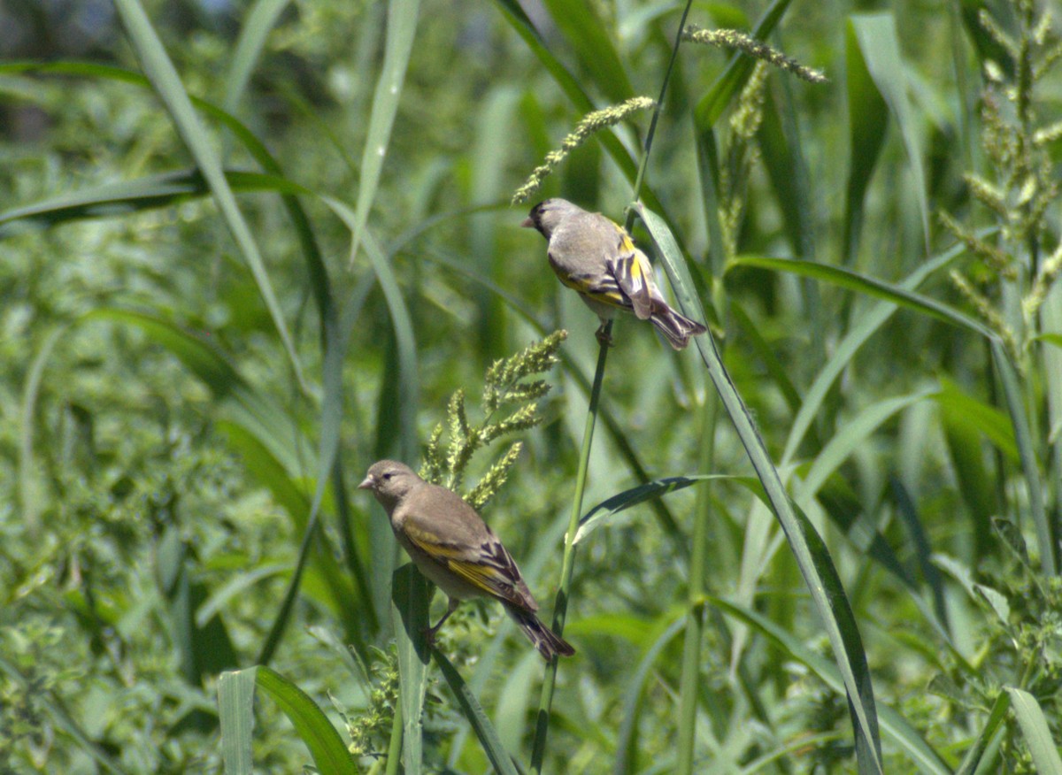 Lawrence's Goldfinch - ML620753691