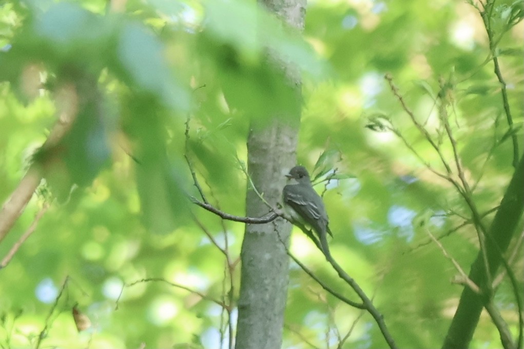 Eastern Wood-Pewee - ML620753738