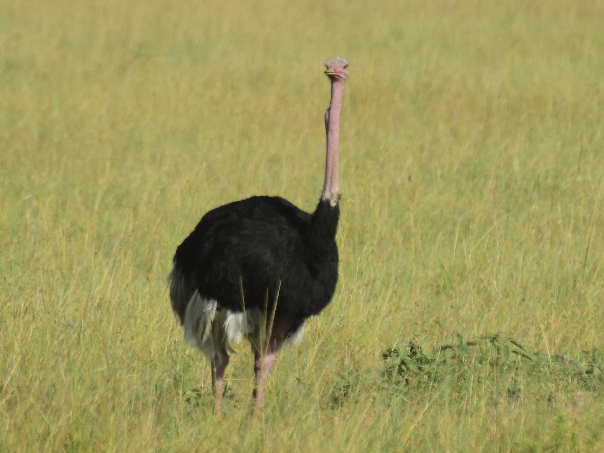 Common Ostrich - ML620753741