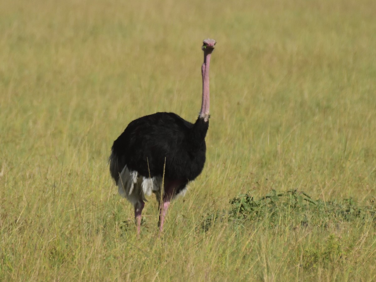 Common Ostrich - ML620753742