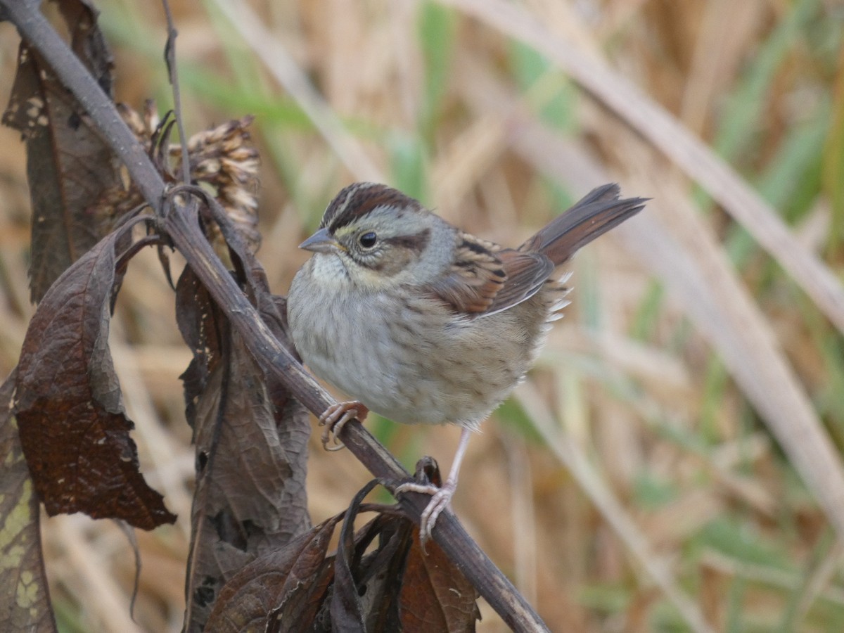 Swamp Sparrow - ML620753746