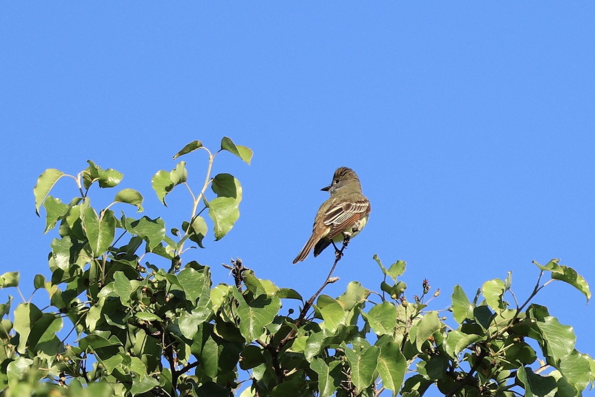 Great Crested Flycatcher - Peyton Stone