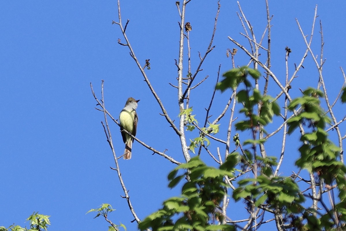 Great Crested Flycatcher - ML620753750